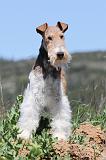 FOX TERRIER 310